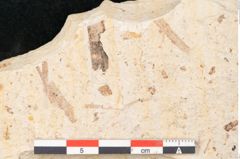Foto (Detailansicht) von Myrica lignitum Unger (NHMW-GEO-2024-0188-4043)